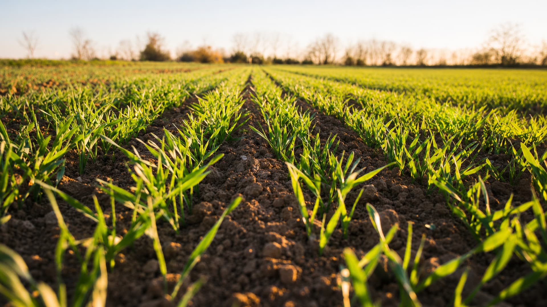 Imagen de campo